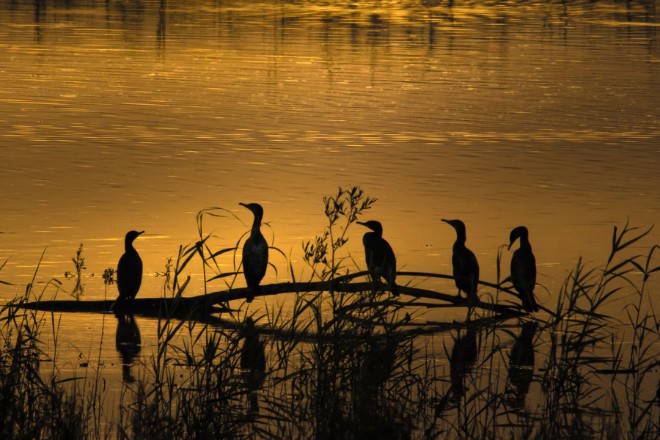 Nallıhan Bird Sanctuary